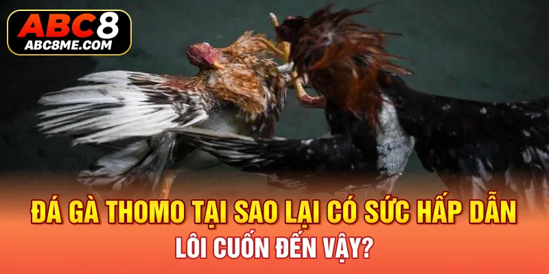 Đá Gà Thomo ABC8 Tại Sao Lại Có Sức Hấp Dẫn Lôi Cuốn Đến Vậy? Đá Gà Thomo Tại Sao Lại Có Sức Hấp Dẫn Lôi Cuốn Đến Vậy?