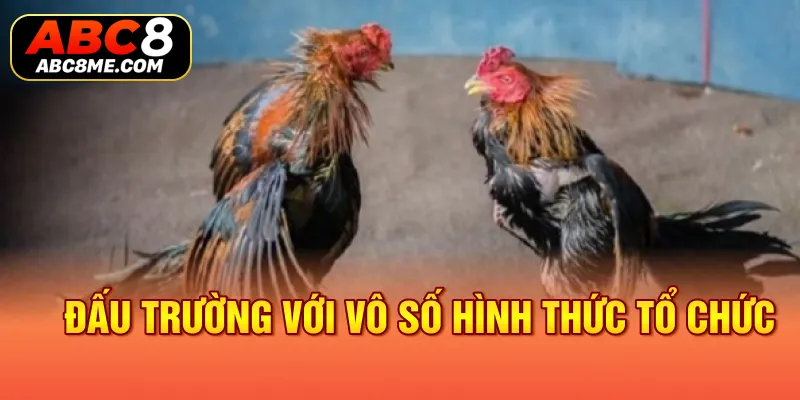 Đá Gà Thomo ABC8 Tại Sao Lại Có Sức Hấp Dẫn Lôi Cuốn Đến Vậy? Đấu trường với vô số hình thức tổ chức