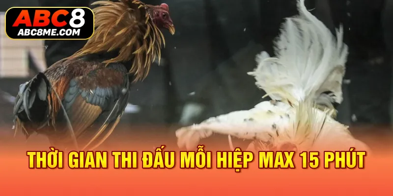 Đá Gà Thomo ABC8 Tại Sao Lại Có Sức Hấp Dẫn Lôi Cuốn Đến Vậy? Thời gian thi đấu mỗi hiệp max 15 phút